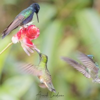 Colibri de Jardine,flavescent et sp