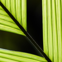 Détail d'une feuille dans la foret tropicale