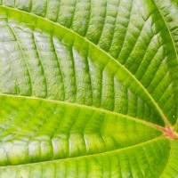 Détail d'une feuille dans la foret tropicale