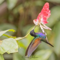 Colibri de Jardine