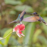 Colibri de Jardine