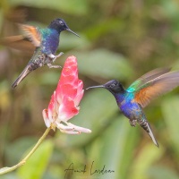 Colibri de Jardine