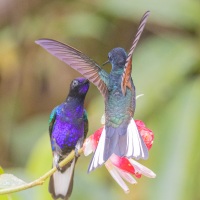 Colibri de Jardine