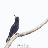 Colibri de Jardine