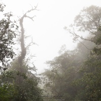 Foret tropicale dans le brouillard