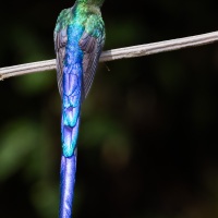 sylphe à queue d'azur