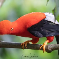 Coq des roches péruvien