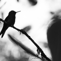 Colibri flavescens