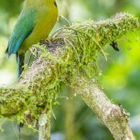 Motmot d'Equateur