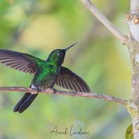 Colibri flavescens