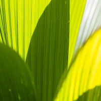 Jeu de lumière sur les feuilles de palmier
