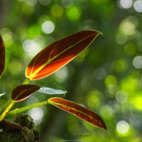 Plante parasitant un arbre