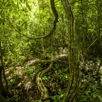 Liane dans la forêt tropicale