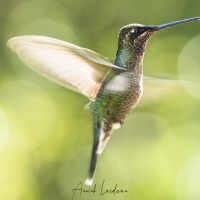 Colibri de Rivoli