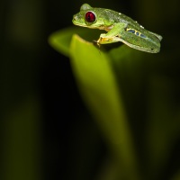 Rainette aux yeux rouges