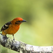 Piranga bifascié: mâle