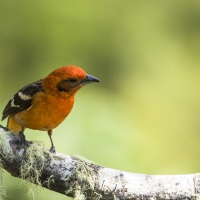 Piranga bifascié: mâle