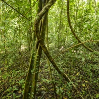 Forêt tropicale