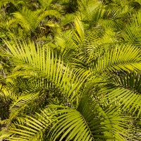 Forêt tropicale: palmiers
