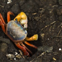 Crabe de mangrove