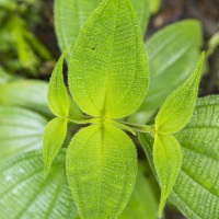 Plante dans la forêt tropicale