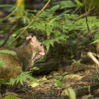 Agouti