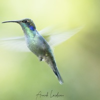 Colibri thalassin