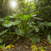 Forêt tropicale