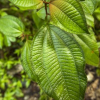 Plantes dans la forêt tropicale