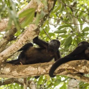 Singe hurleur: femelle et son bébé curieux
