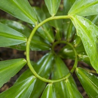 Plantes dans la forêt tropicale