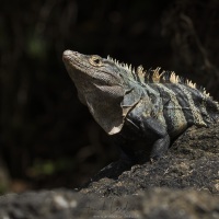 Iguane