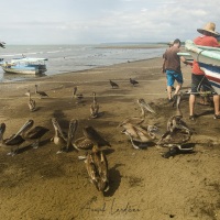 Pélican brun attendant les restes de poisson