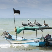 village de pêcheurs: Pélican gris