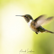 Colibri scintillant