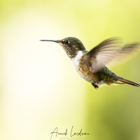 Colibri scintillant