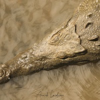 Crocodile américain