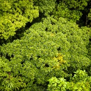 Forêt tropicale: canopée