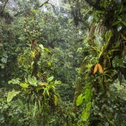Forêt tropicale