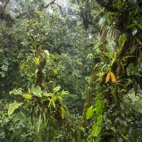 Forêt tropicale