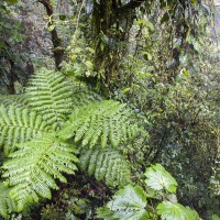 Forêt tropicale