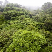Forêt tropicale: canopée