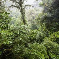 Forêt tropicale