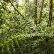 Forêt tropicale