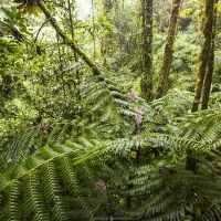 Forêt tropicale