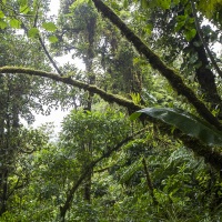 Forêt tropicale