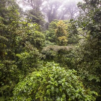 Forêt tropicale