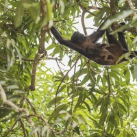 Singe hurleur: femelle et son bébé