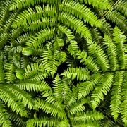 Forêt tropicale