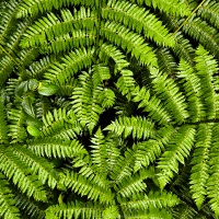 Forêt tropicale
